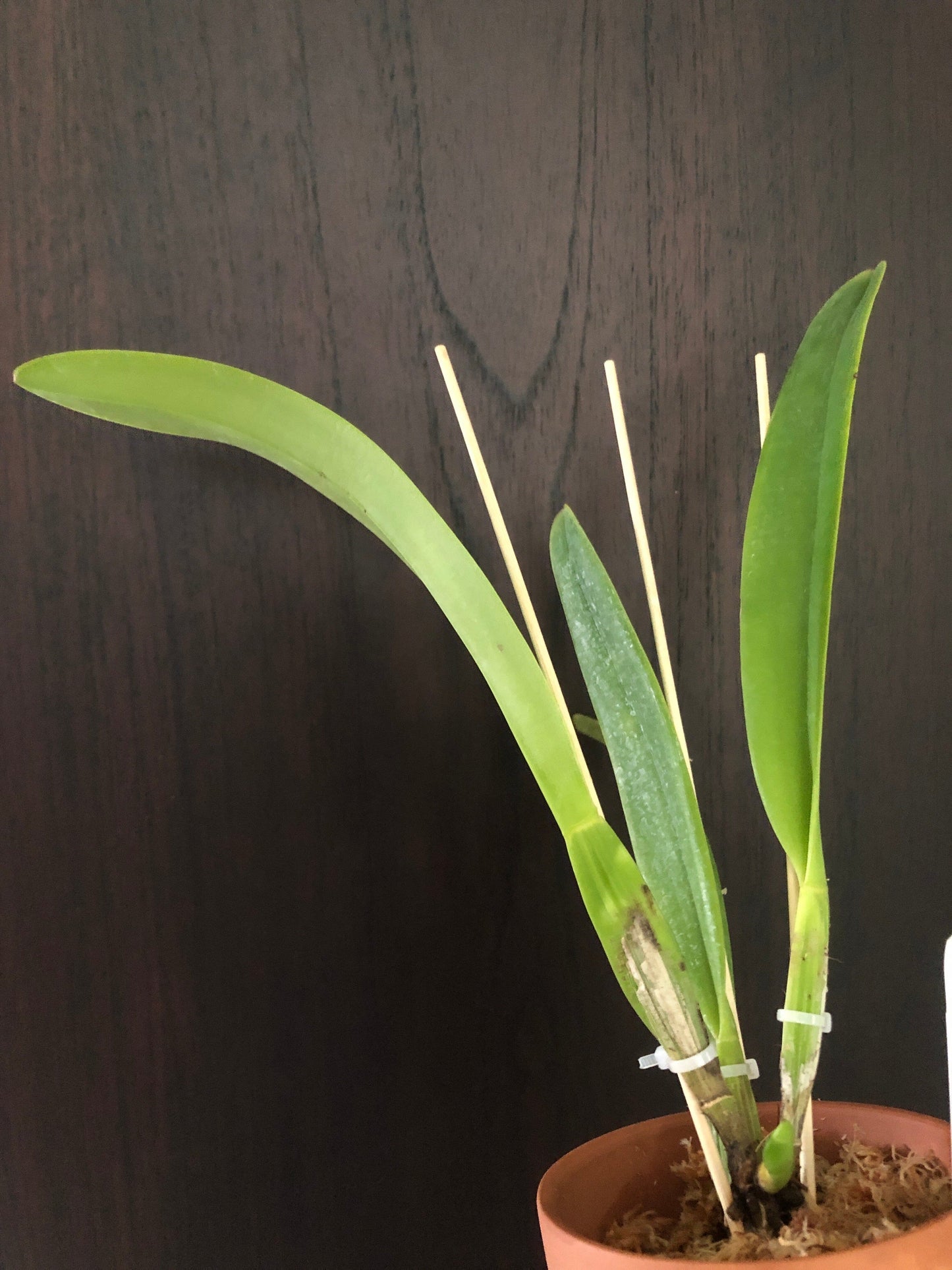 Cattleya mossiae var. tipo Cattleya La Foresta Orchids