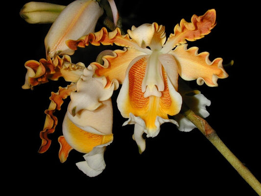 Cattleya Myrmecophila brysiana Myrmecophila La Foresta Orchids var. tipo NBS