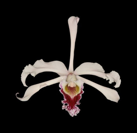 Cattleya Myrmecophila crispa Cattleya La Foresta Orchids