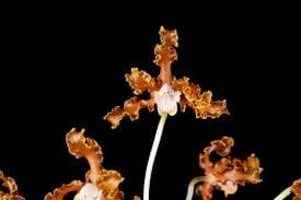 Cattleya Myrmecophila Laelia marginata Myrmecophila La Foresta Orchids