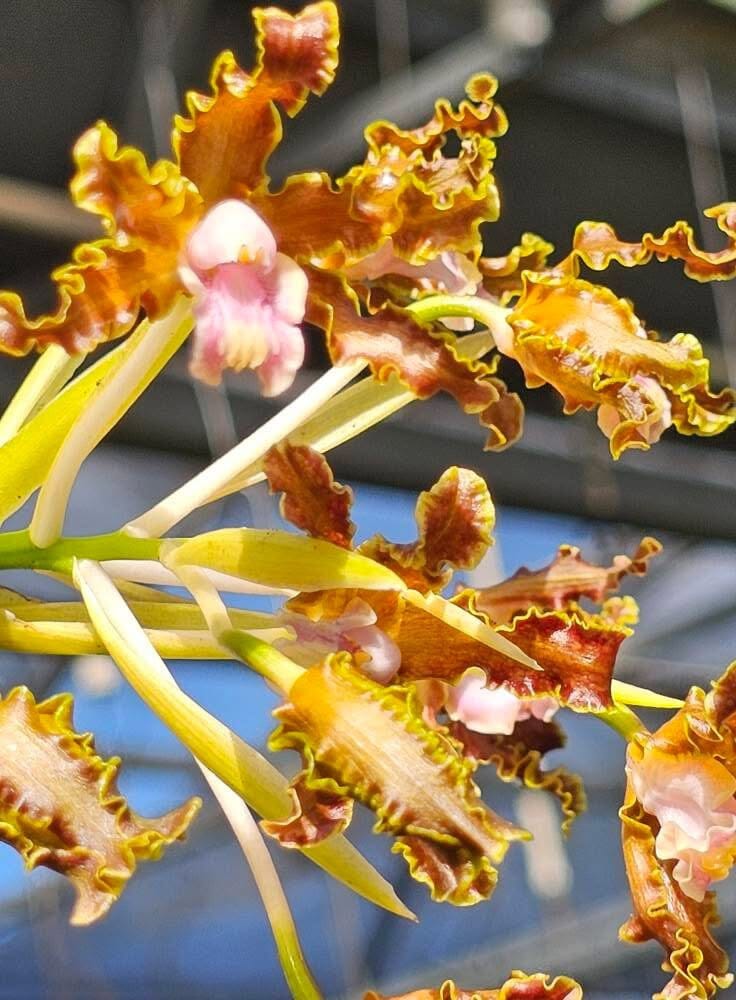 Cattleya Myrmecophila Laelia marginata Myrmecophila La Foresta Orchids