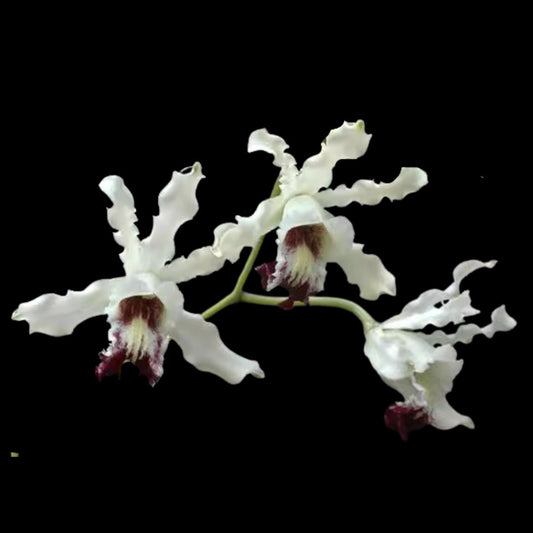 Cattleya Myrmecophila Schomburgkia thomsoniana var. alba Myrmecophila La Foresta Orchids