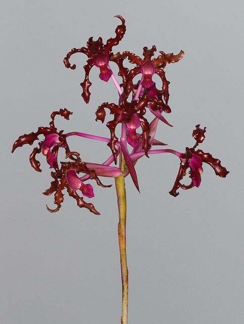 Cattleya Myrmecophila schultzei Myrmecophila La Foresta Orchids