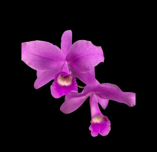 Cattleya Myrmecophila splendida × Guarianthe skinneri Laelia La Foresta Orchids
