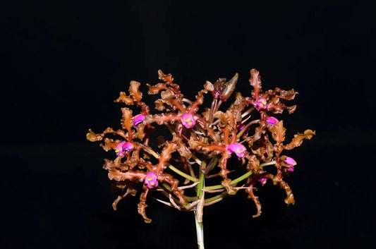 Cattleya Myrmecophila wallisii Myrmecophila La Foresta Orchids