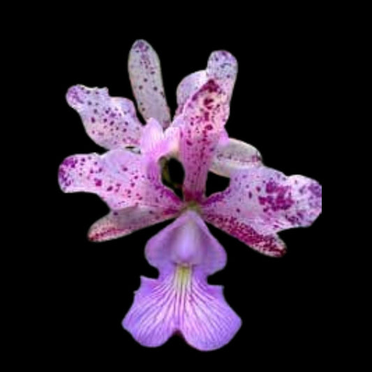 Cattleya nobilior x Cattleya aclandiae Cattleya La Foresta Orchids