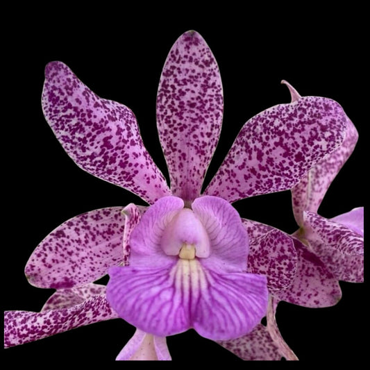 Cattleya nobilior x Cattleya aclandiae Cattleya La Foresta Orchids 
