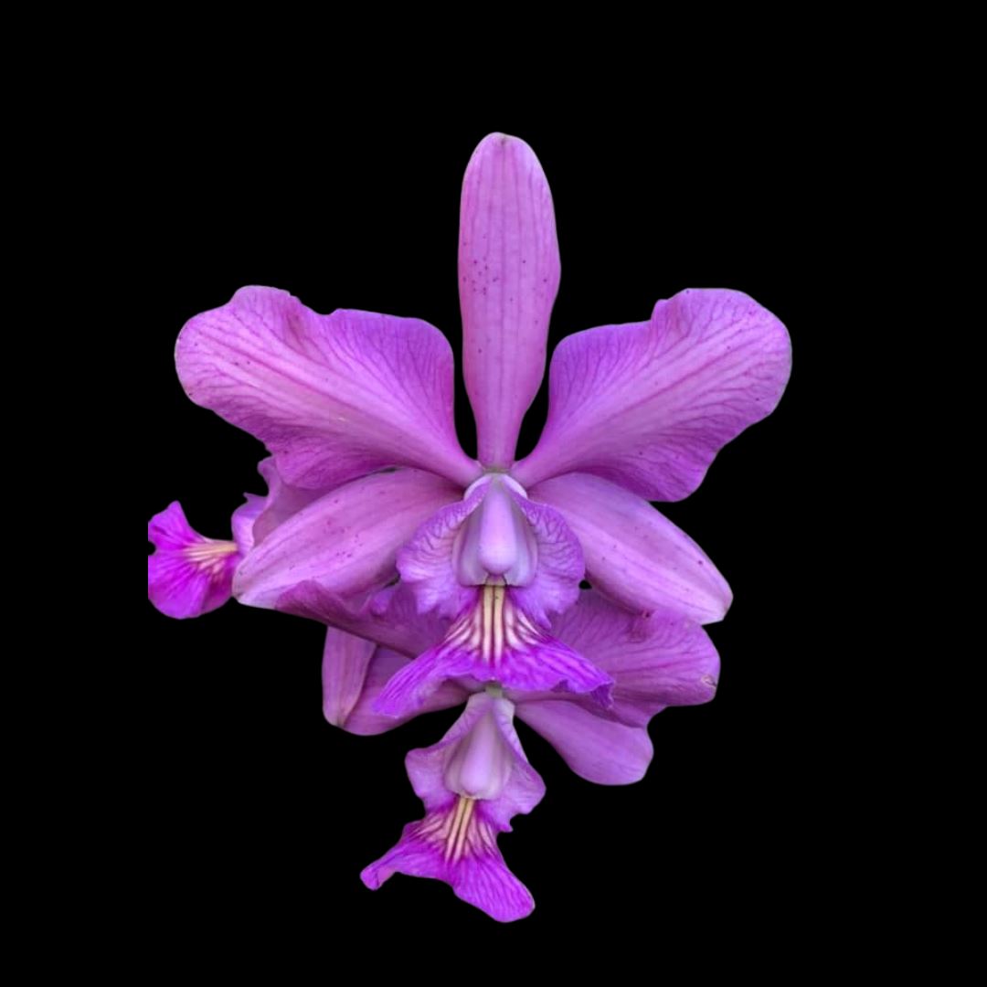 Cattleya nobilior x Cattleya aclandiae Cattleya La Foresta Orchids 