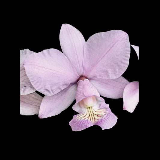 Cattleya nobilior x Cattleya walkeriana Cattleya La Foresta Orchids