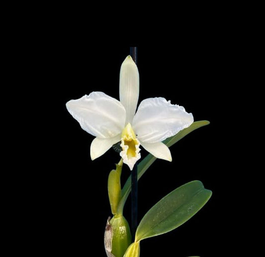 Cattleya percivaliana var. alba Cattleya La Foresta Orchids