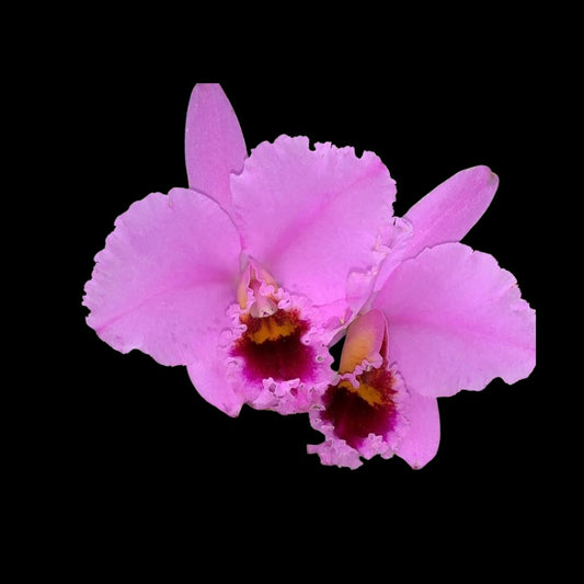 Cattleya percivaliana var. aureana Cattleya La Foresta Orchids