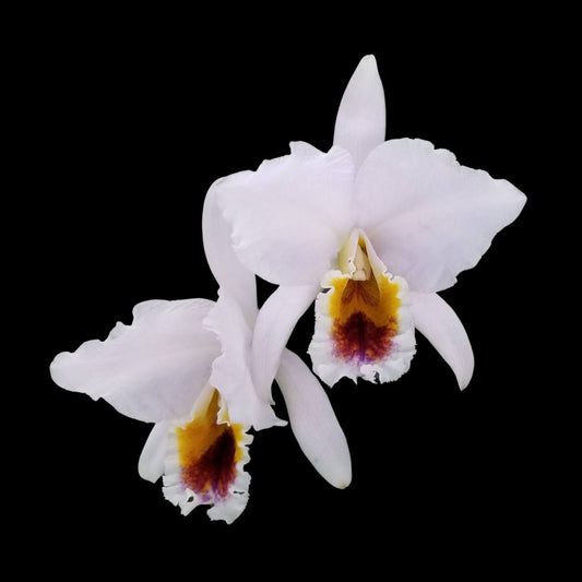 Cattleya percivaliana var. coerulea Cattleya La Foresta Orchids