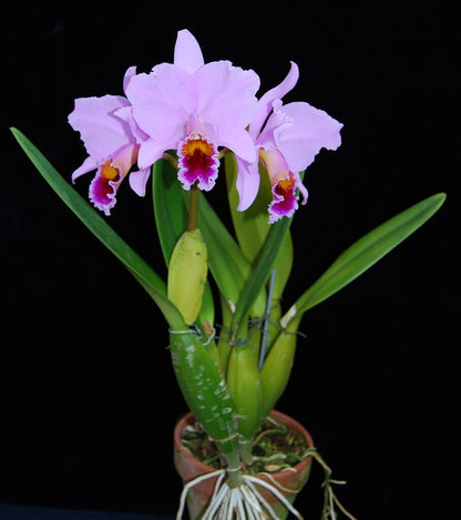 Cattleya percivaliana var. ‘tipo’ Cattleya La Foresta Orchids 