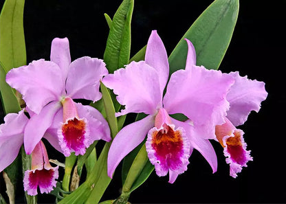 Cattleya percivaliana var. ‘tipo’ Cattleya La Foresta Orchids 