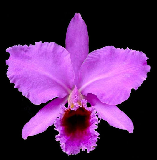 Cattleya percivaliana var. ‘tipo’ Cattleya La Foresta Orchids