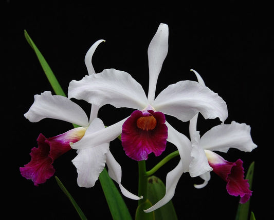 Cattleya purpurata var. 'Cal King' x Cattleya purpurata var. sanguinea Cattleya La Foresta Orchids 