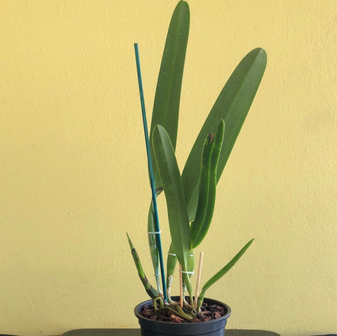 Cattleya purpurata var. carnea 'Kokie' x Cattleya purpurata var. concolor 'Taguara' Cattleya La Foresta Orchids