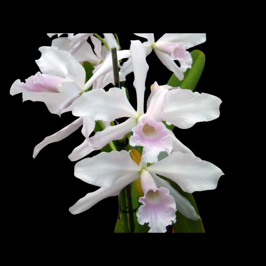 Cattleya purpurata var. carnea x Cattleya purpurata var. concolor Cattleya La Foresta Orchids 