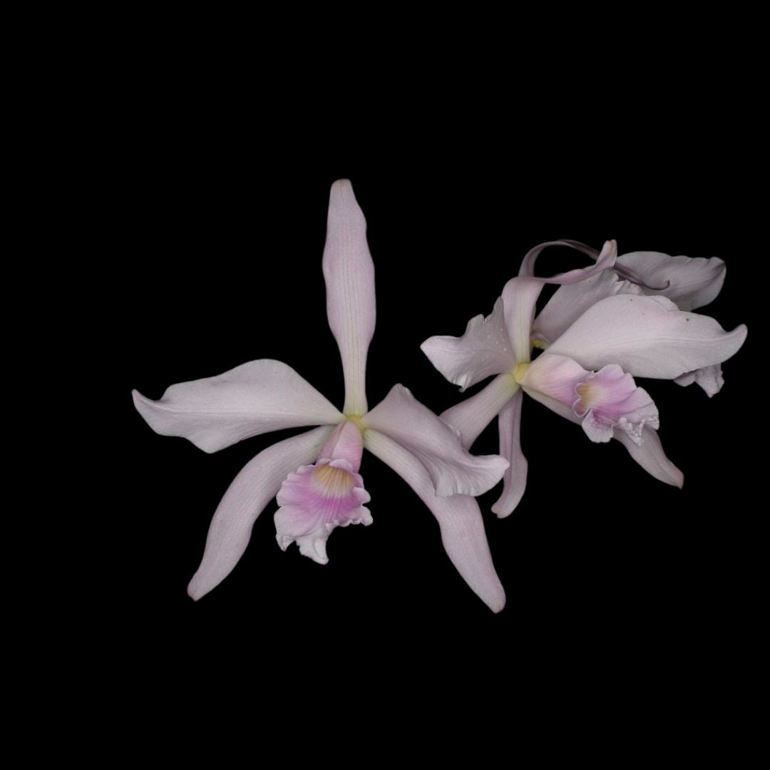 Cattleya purpurata var. carnea x Cattleya purpurata var. concolor Cattleya La Foresta Orchids 