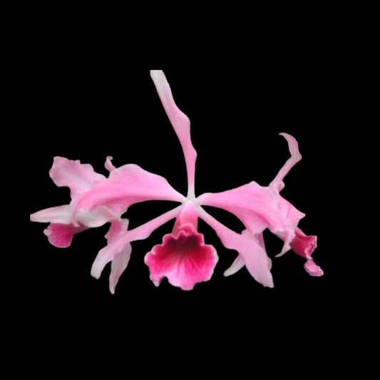 Cattleya purpurata var. rubra x Cattleya purpurata var. flammea Cattleya La Foresta Orchids