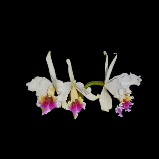 Cattleya rex var. semi alba Cattleya La Foresta Orchids 