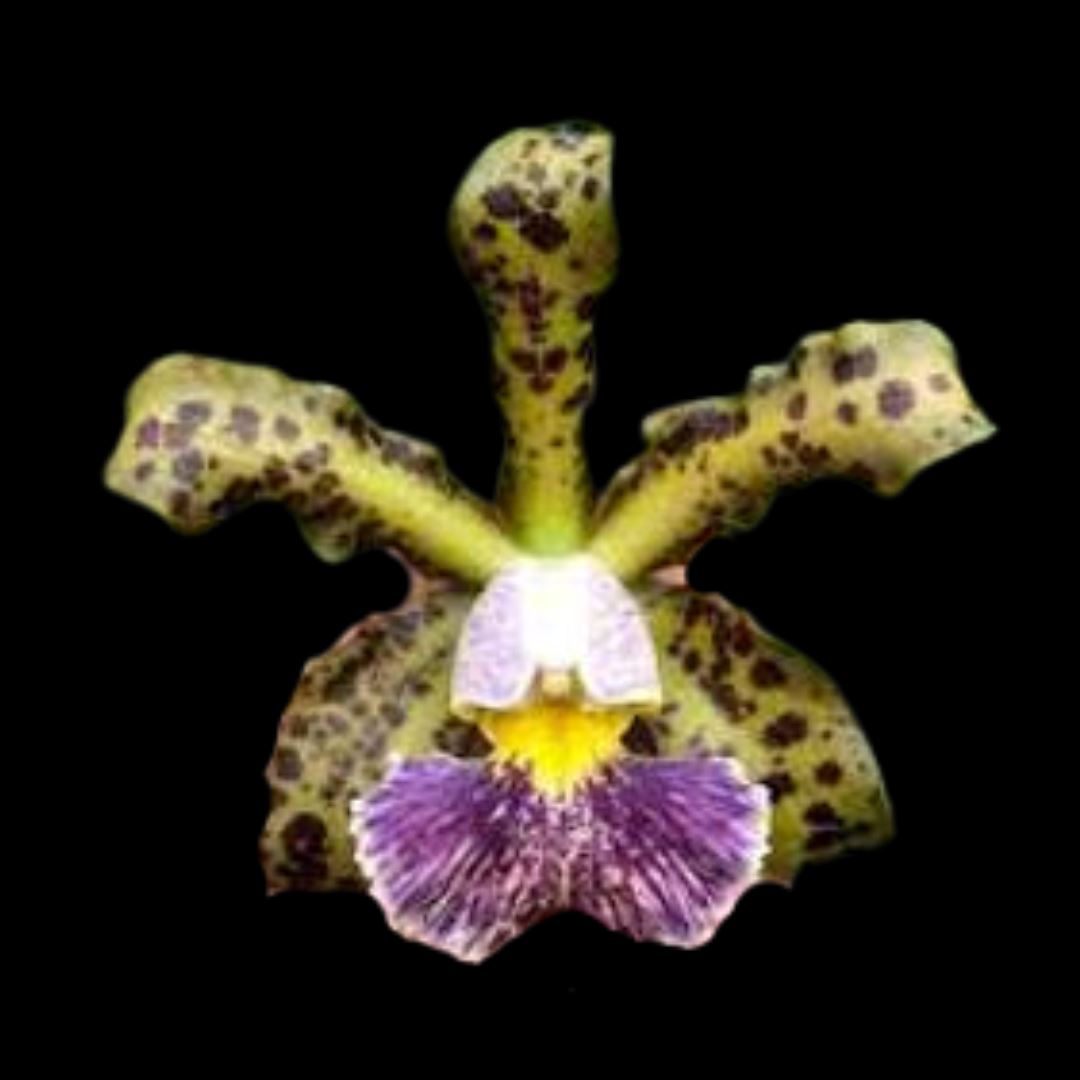 Cattleya schilleriana var. coerulea 'Verde' Cattleya La Foresta Orchids 
