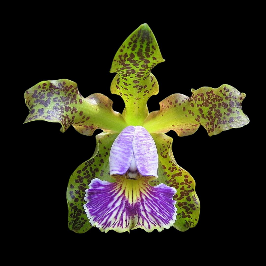 Cattleya schilleriana var. coerulea 'Verde' Cattleya La Foresta Orchids 