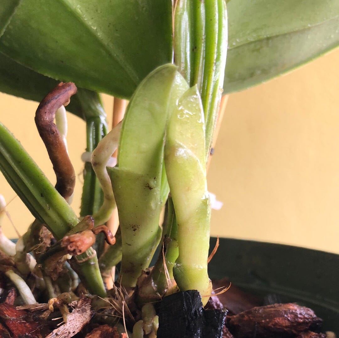 Cattleya schilleriana x Cattleya warneri var. coerulea Cattleya La Foresta Orchids