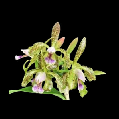 Cattleya schofieldiana 'Green Goddess' x 'Jolly Green Giant' Cattleya La Foresta Orchids 