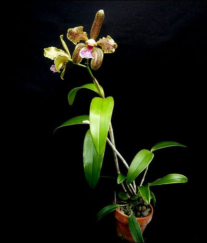 Cattleya schofieldiana 'Green Goddess' x 'Jolly Green Giant' FCC/AOS Cattleya La Foresta Orchids 