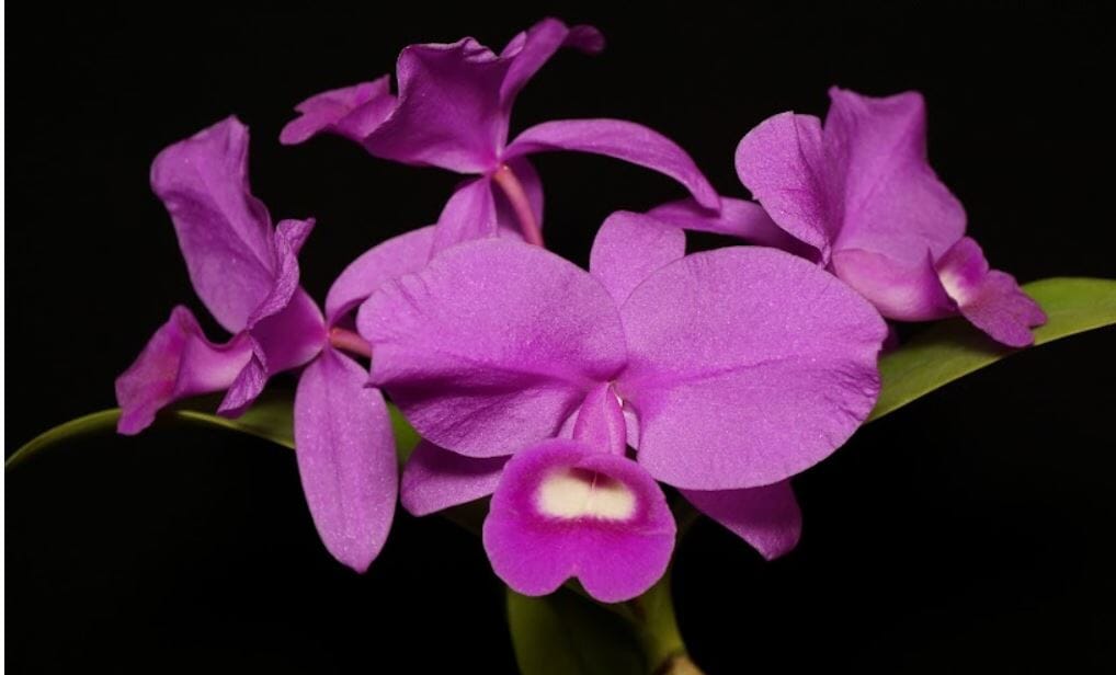 Cattleya skinneri 'Heiti Jacobs' FCC/AOS Cattleya La Foresta Orchids 
