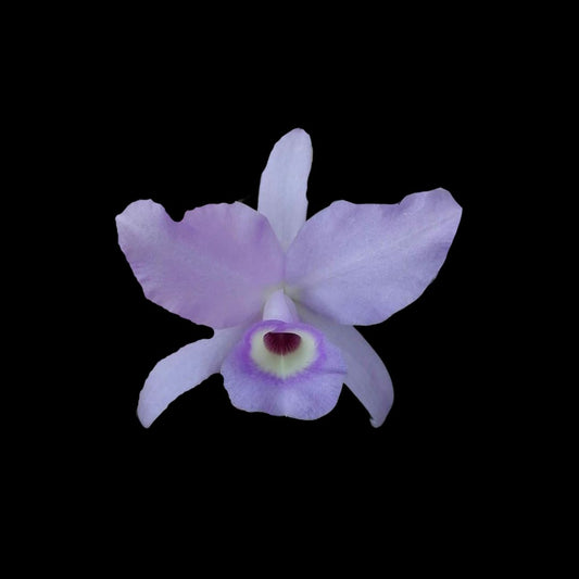 Cattleya skinneri var. coerulea Cattleya La Foresta Orchids 