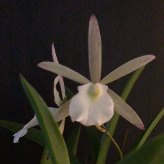 Cattleya Summer Spots x Brassavola nodosa 4N - In BLOOM! Brassavola La Foresta Orchids