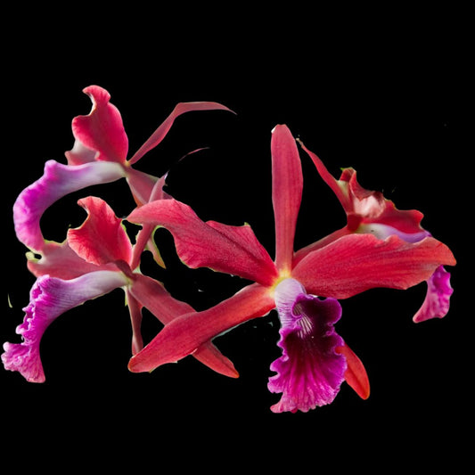 Cattleya tenebrosa 'Paul' AM/AOS x Cattleya milleri 'Fissure Eight' Cattleya La Foresta Orchids