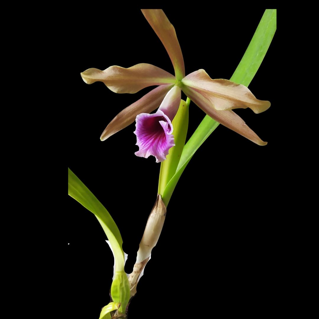 Cattleya tenebrosa var. 'Gold' x var. 'Yellow' Cattleya La Foresta Orchids 