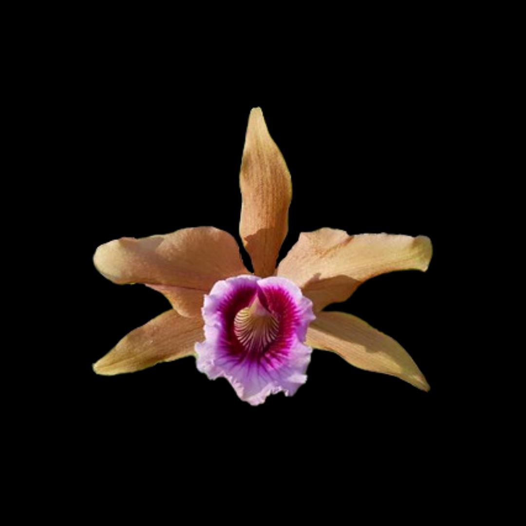 Cattleya tenebrosa var. 'Gold' x var. 'Yellow' Cattleya La Foresta Orchids 