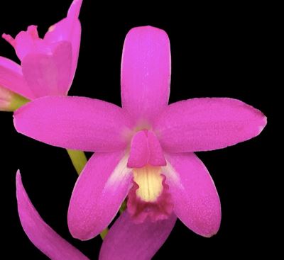 Cattleya tereticaulis Cattleya La Foresta Orchids 