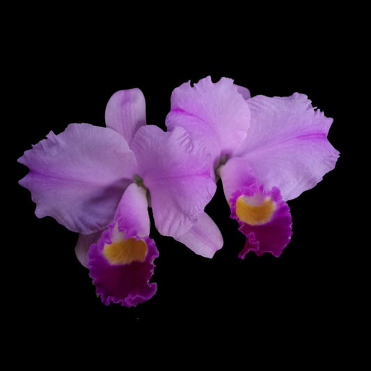 Cattleya trianae 'cashens' Cattleya La Foresta Orchids
