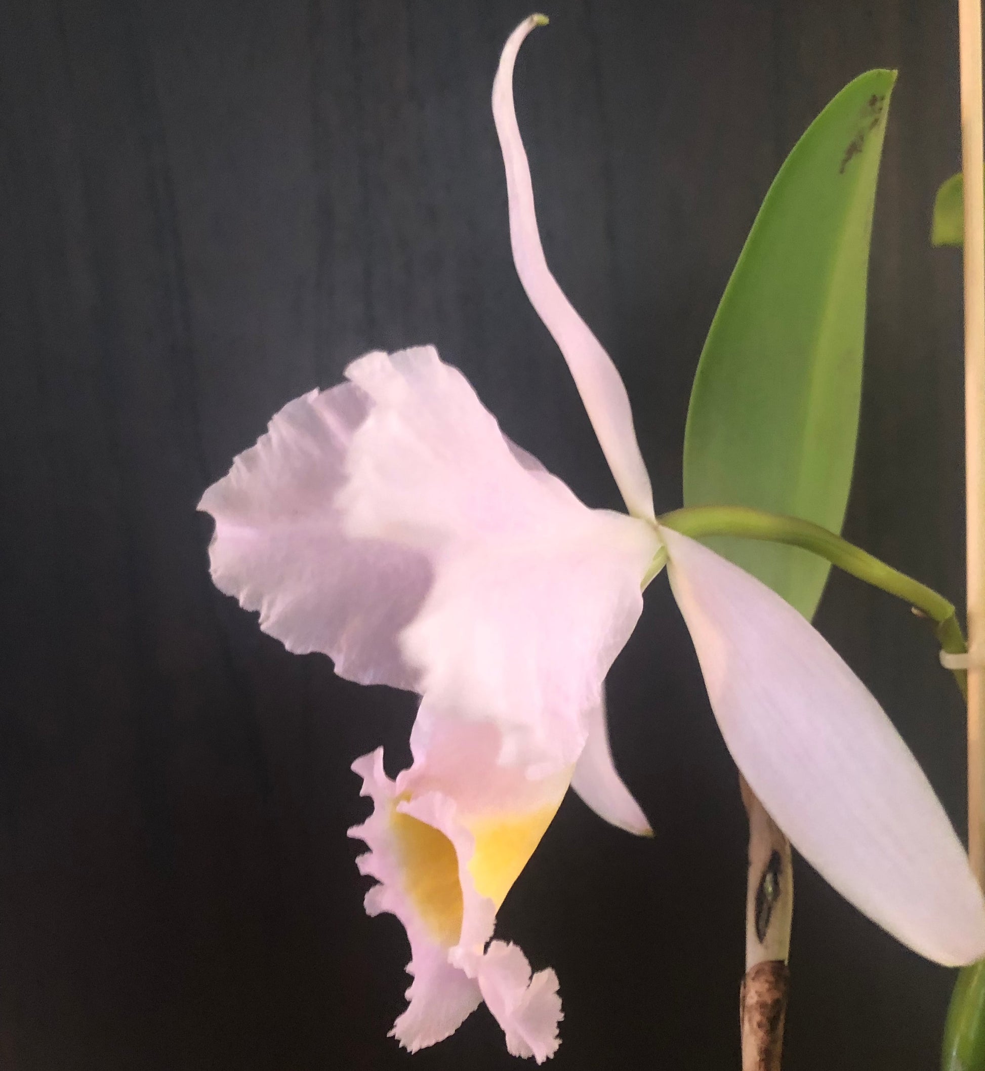 Cattleya trianae var. concolor Cattleya La Foresta Orchids 