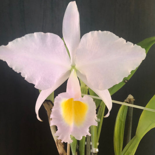 Cattleya trianae var. concolor Cattleya La Foresta Orchids BS