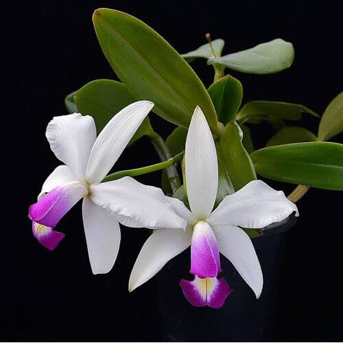 Cattleya violacea var. semi alba Cattleya La Foresta Orchids 