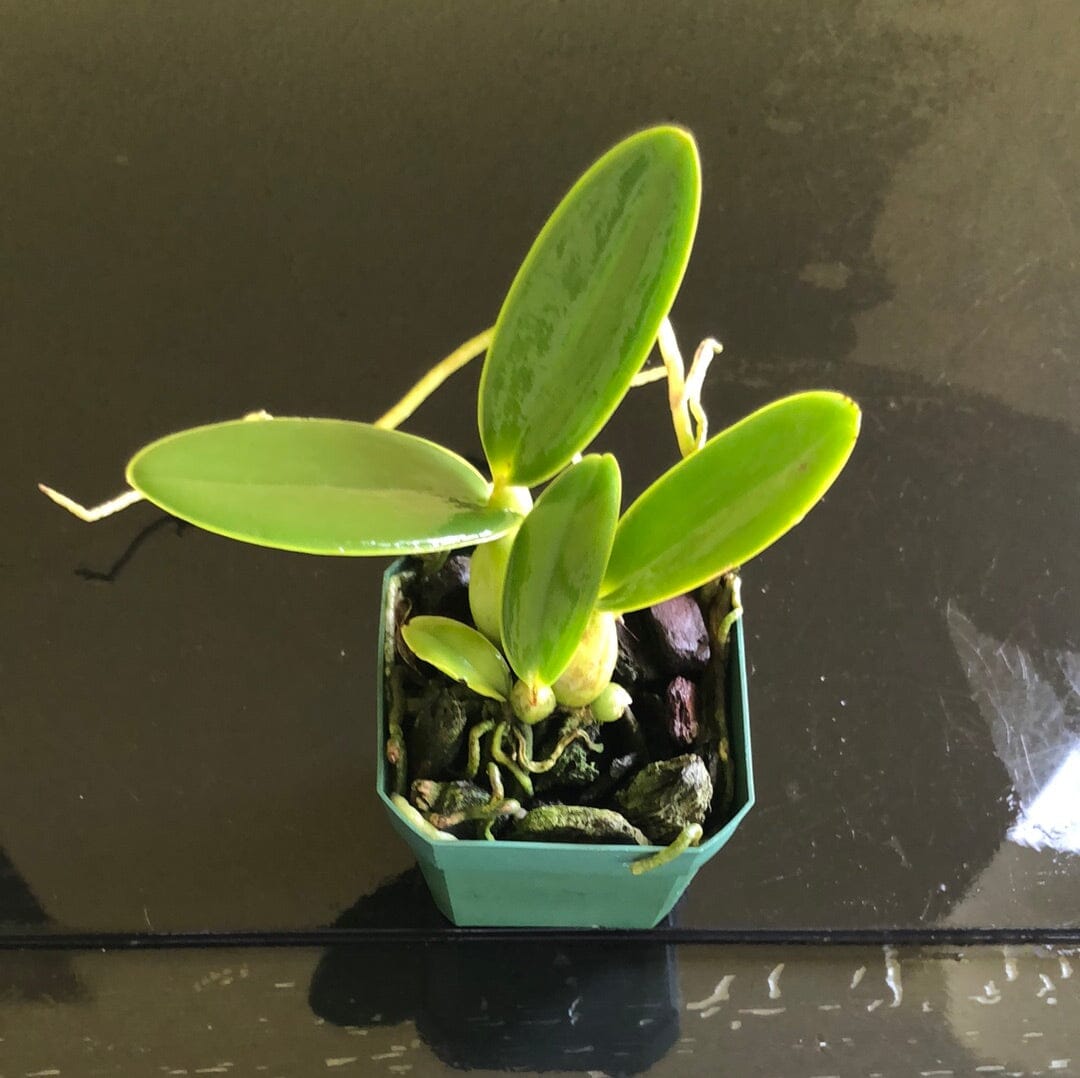 Cattleya walkeriana var. coerulea ‘Canaima’s Festiva’ x ‘Terra Azul’ AM/AOS Cattleya La Foresta Orchids 