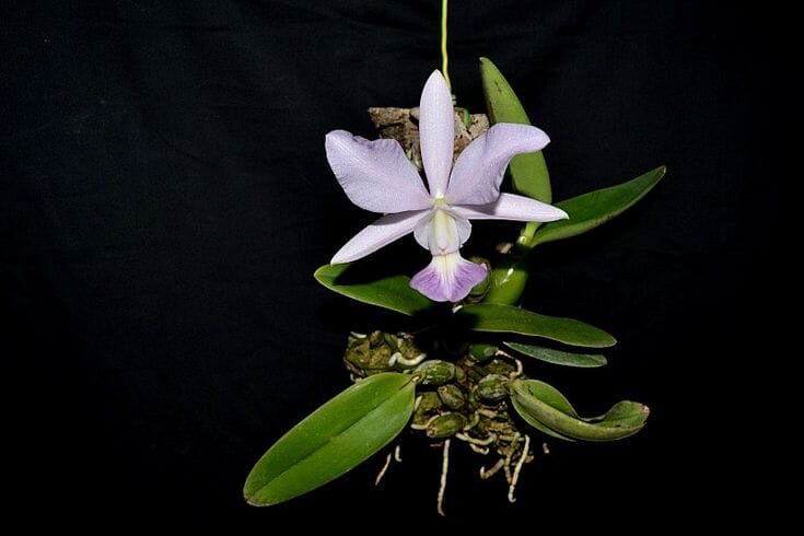 Cattleya walkeriana var. coerulea Cattleya La Foresta Orchids 