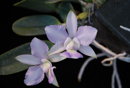 Cattleya walkeriana var. coerulea Cattleya La Foresta Orchids 