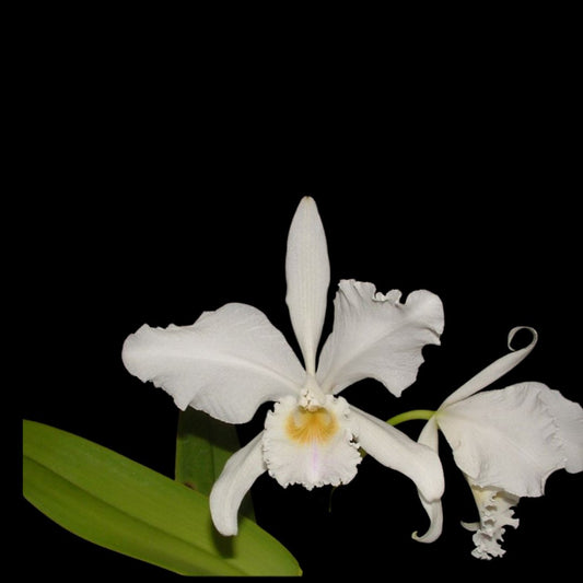 Cattleya warneri var. alba Cattleya La Foresta Orchids
