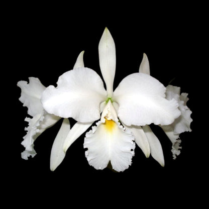 Cattleya warneri var. alba Cattleya La Foresta Orchids 
