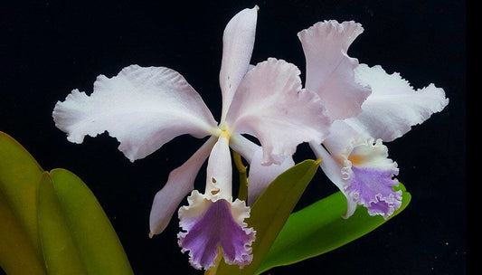 Cattleya warneri var. coerulea FCC/AOS x Cattleya trianae var. coerulea 'Dark Lip' Cattleya La Foresta Orchids