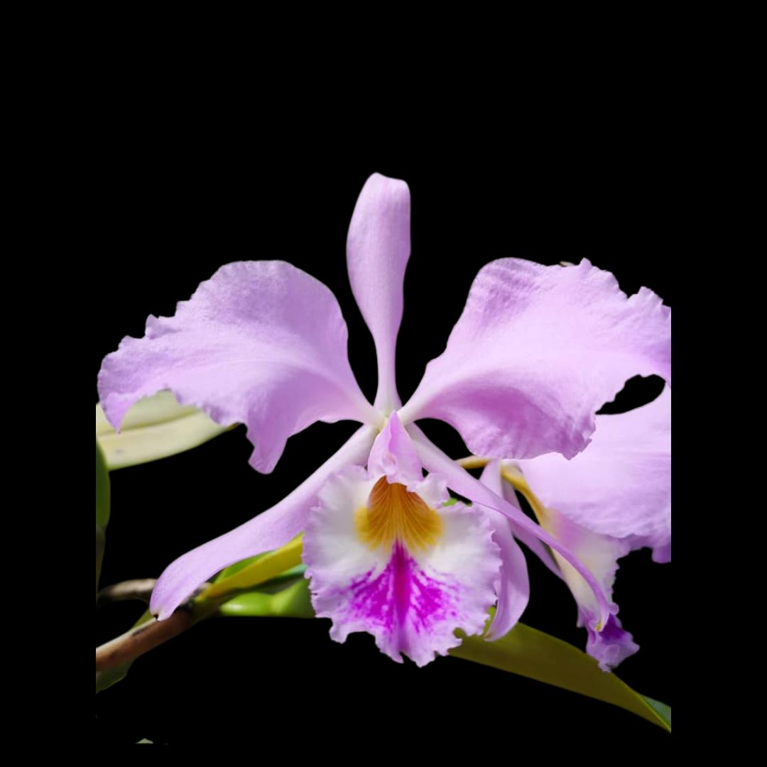 Cattleya warneri var. coerulea FCC/AOS x Cattleya trianae var. coerulea 'Dark Lip' Cattleya La Foresta Orchids 