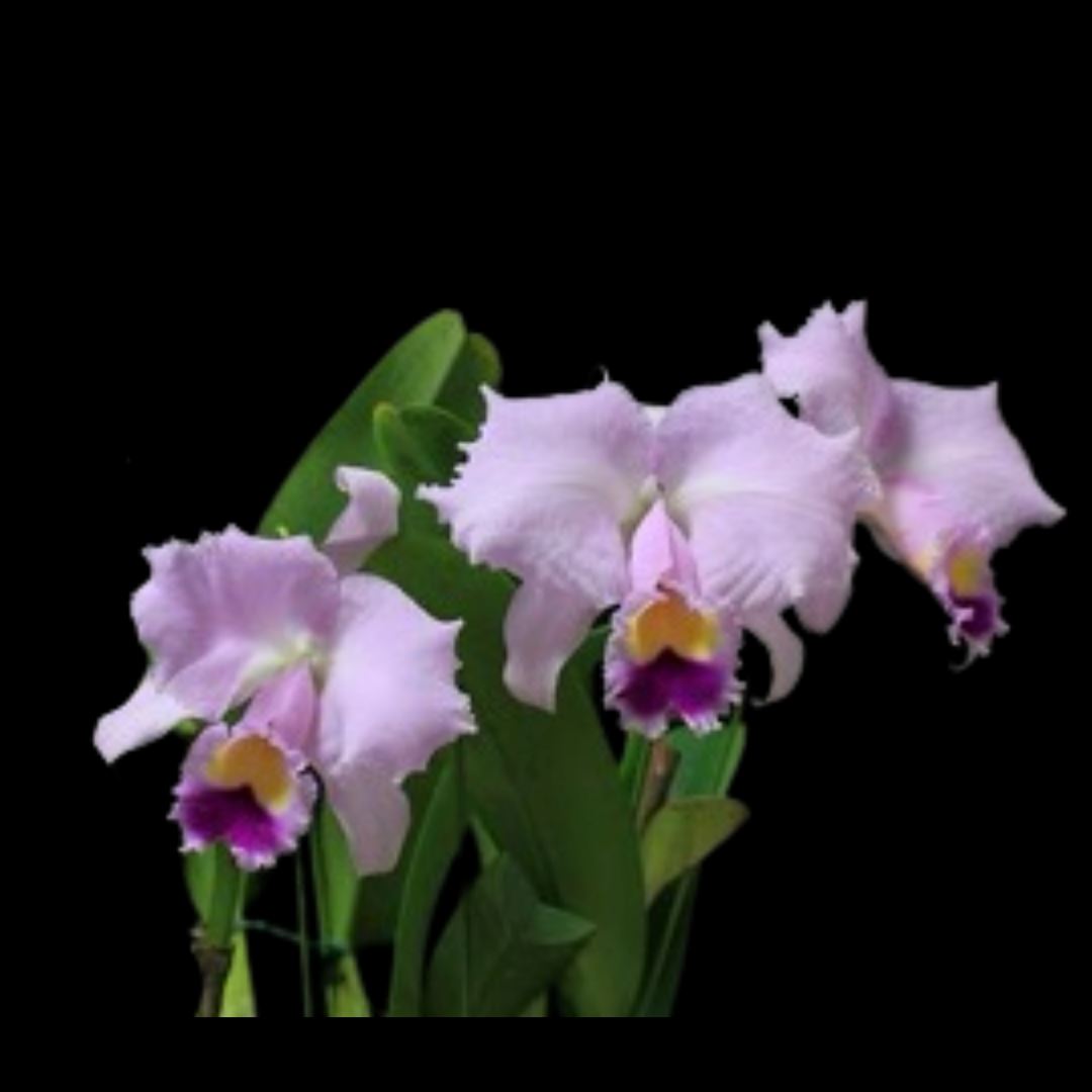 Cattleya warneri var. coerulea FCC/AOS x Cattleya trianae var. coerulea 'Dark Lip' Cattleya La Foresta Orchids 