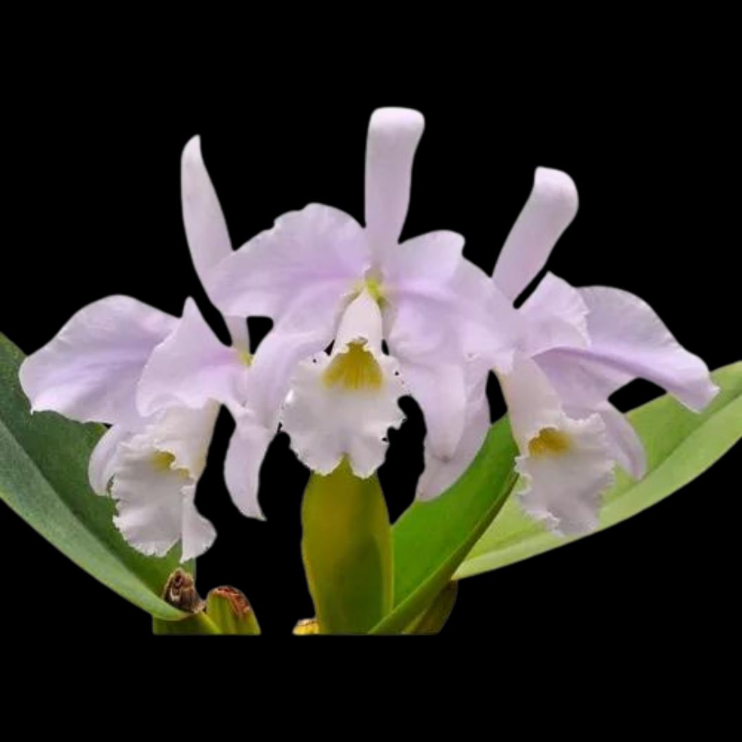 Cattleya warneri var. suavissima – La Foresta Orchids